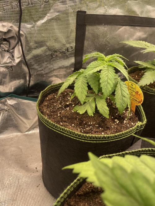 Purple Overload. Week 4