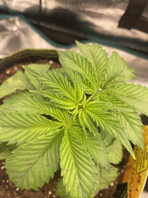 Purple Overload. Week 4