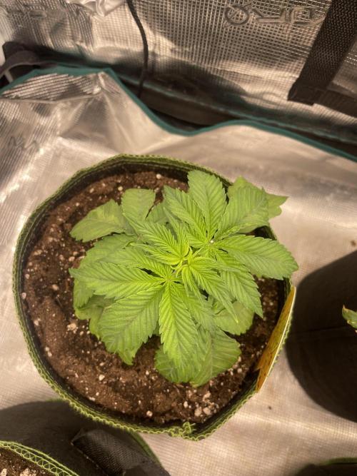 Purple Overload. Week 4