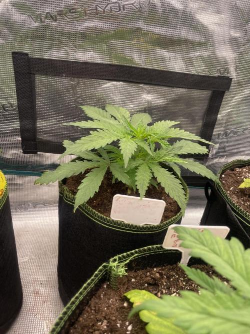 Sugar black rose 🥀. Week 4