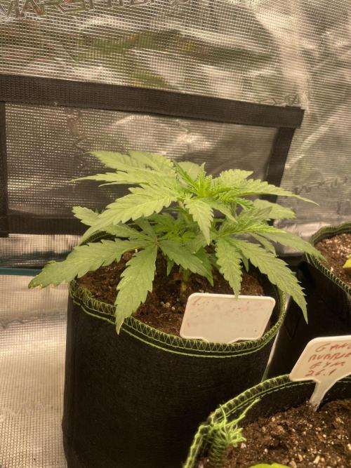 Sugar black rose 🥀. Week 4