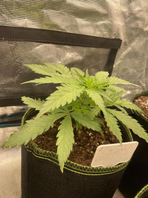 Sugar black rose 🥀. Week 4