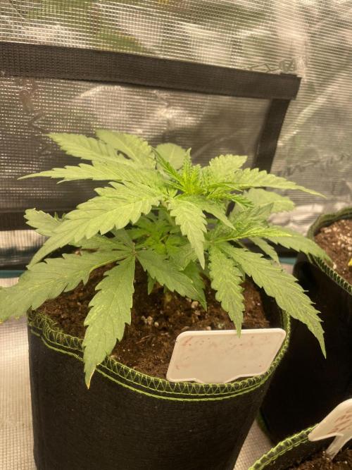 Sugar black rose 🥀. Week 4