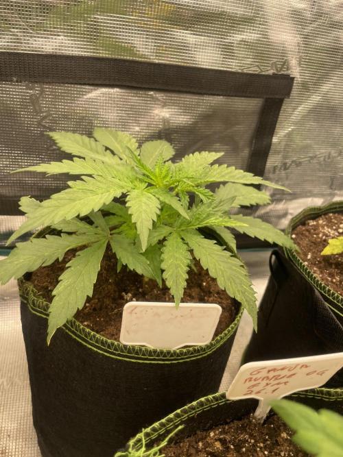 Sugar black rose 🥀. Week 4