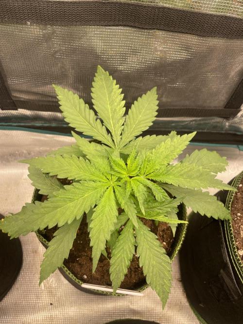 Sugar black rose 🥀. Week 4