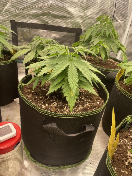 Bubble 🫧 OG gum. Week 5