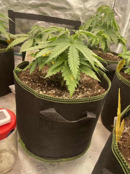 Bubble 🫧 OG gum. Week 5