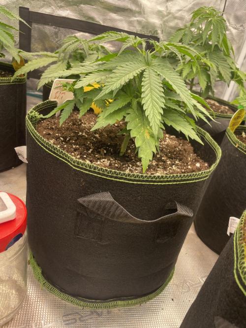 Bubble 🫧 OG gum. Week 5