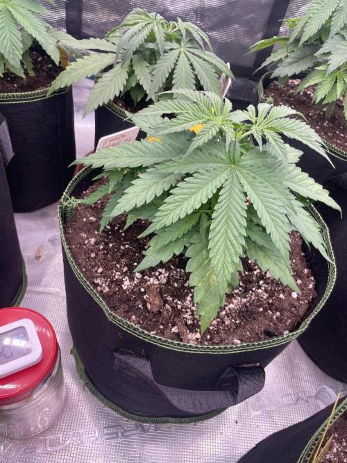 Bubble 🫧 OG gum. Week 5