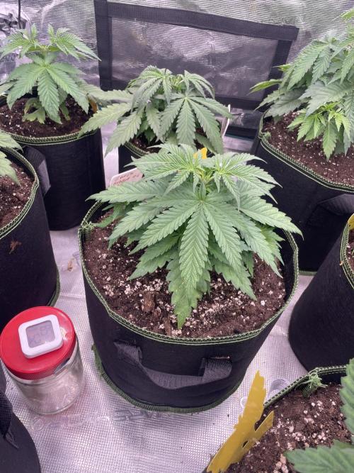 Bubble 🫧 OG gum. Week 5
