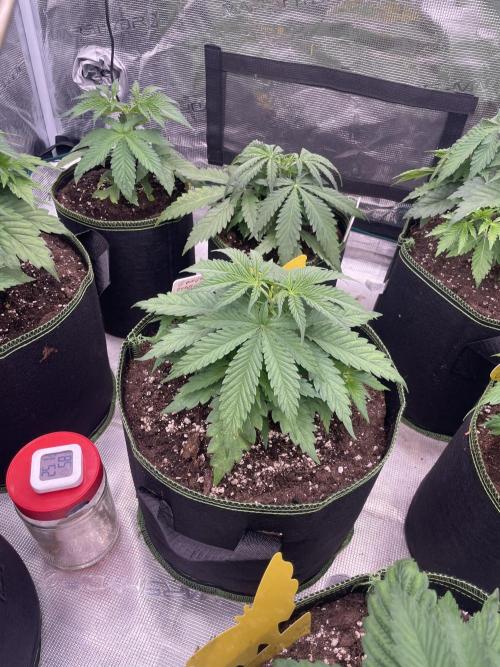 Bubble 🫧 OG gum. Week 5