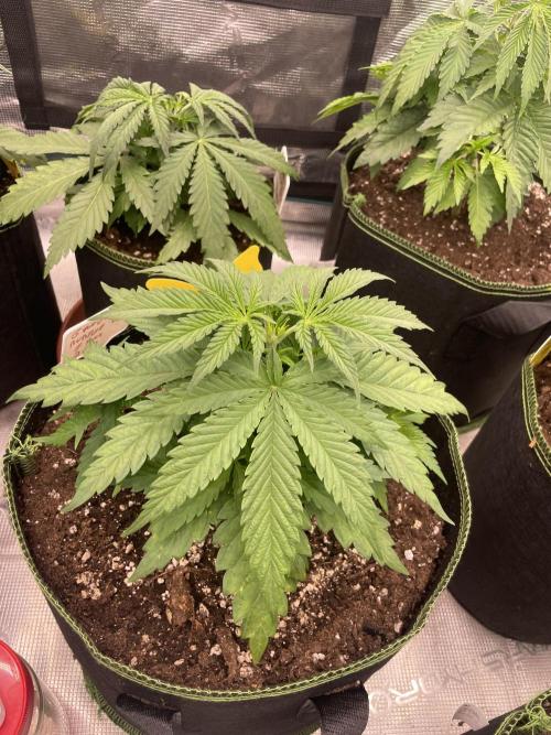 Bubble 🫧 OG gum. Week 5