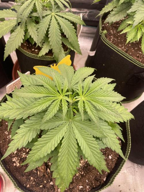 Bubble 🫧 OG gum. Week 5