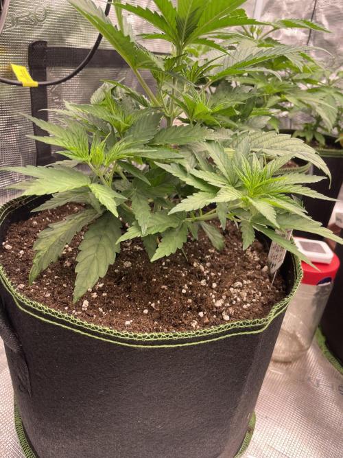 Sunset 🌅 sherbet. Week 5
