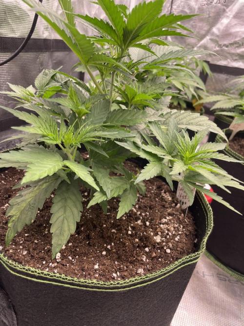 Sunset 🌅 sherbet. Week 5