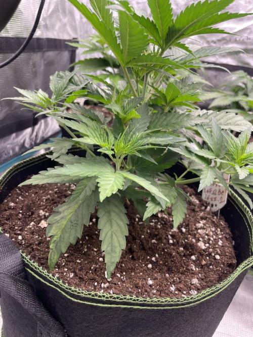 Sunset 🌅 sherbet. Week 5