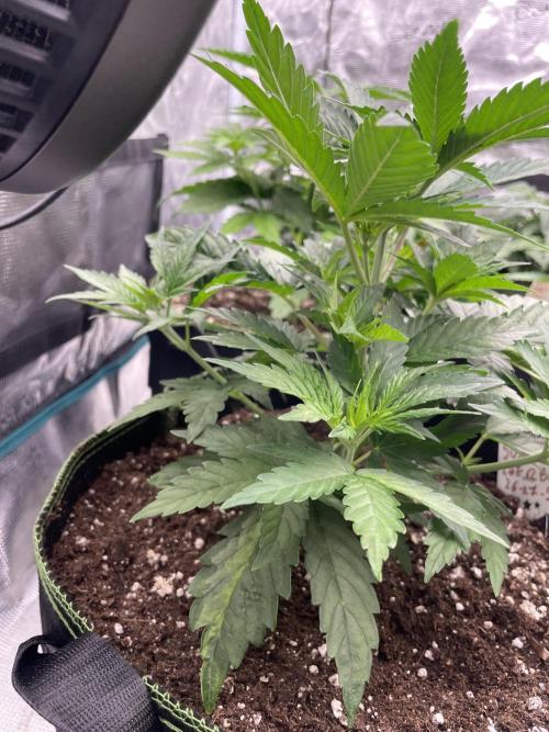 Sunset 🌅 sherbet. Week 5