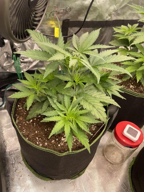 Sunset 🌅 sherbet. Week 5