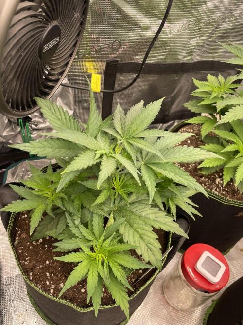 Sunset 🌅 sherbet. Week 5