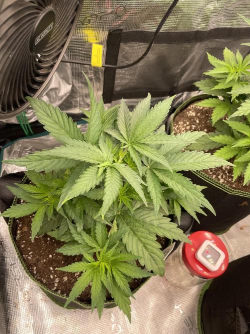 Sunset 🌅 sherbet. Week 5