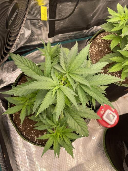 Sunset 🌅 sherbet. Week 5