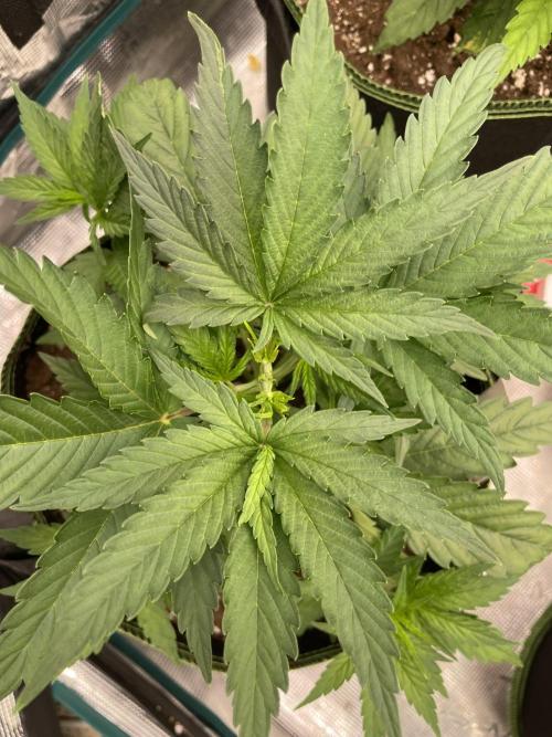 Sunset 🌅 sherbet. Week 5