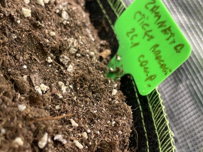 Sticky Brocoli Zamnesia+Plagron. Week 5