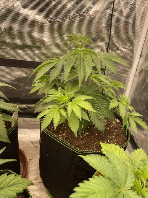 Sticky Brocoli Zamnesia+Plagron. Week 5