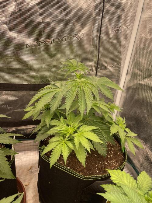 Sticky Brocoli Zamnesia+Plagron. Week 5