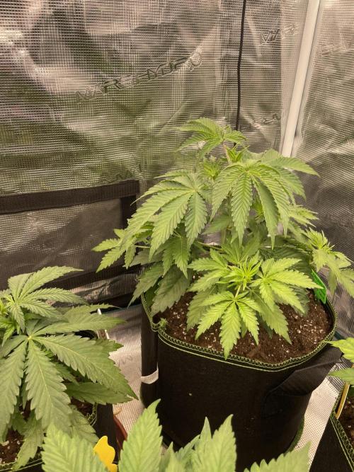 Sticky Brocoli Zamnesia+Plagron. Week 5
