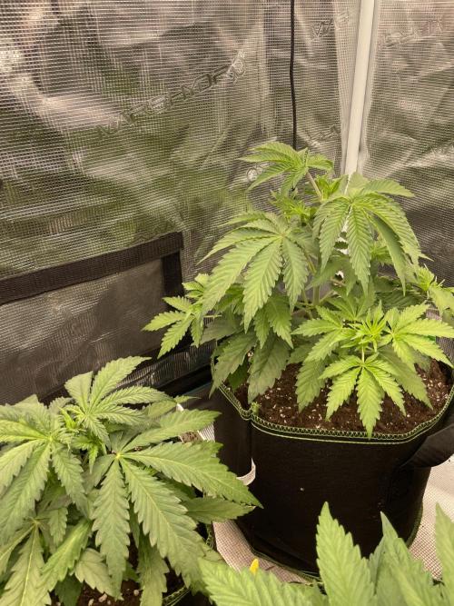 Sticky Brocoli Zamnesia+Plagron. Week 5