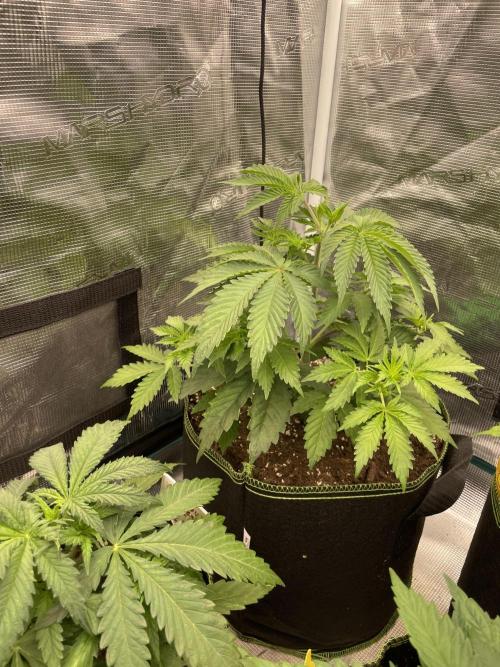 Sticky Brocoli Zamnesia+Plagron. Week 5
