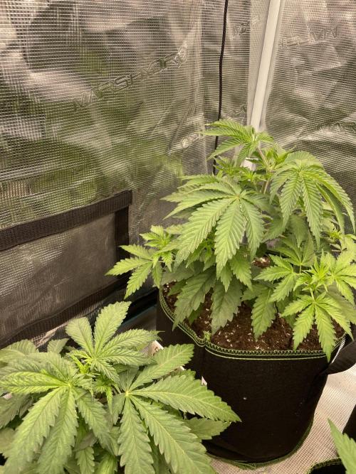 Sticky Brocoli Zamnesia+Plagron. Week 5