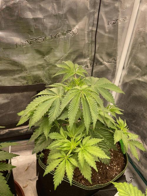Sticky Brocoli Zamnesia+Plagron. Week 5
