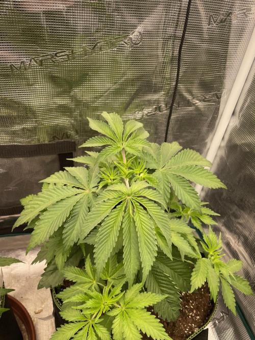 Sticky Brocoli Zamnesia+Plagron. Week 5