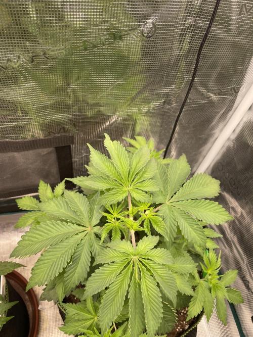 Sticky Brocoli Zamnesia+Plagron. Week 5