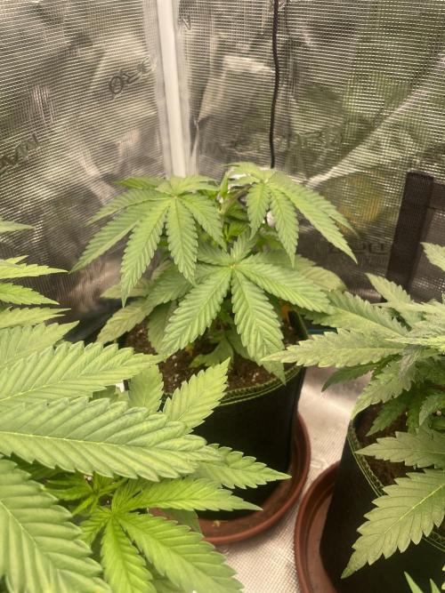 Purple Overload. Week 5