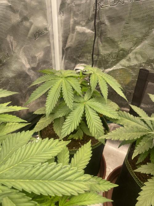 Purple Overload. Week 5