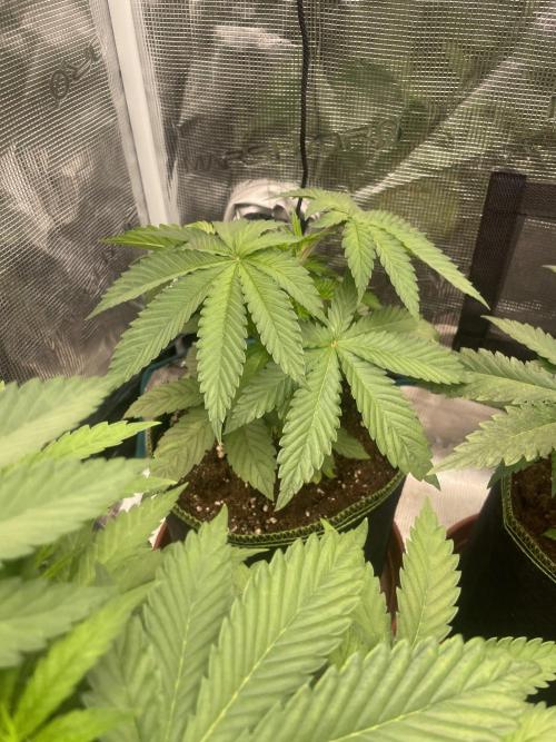 Purple Overload. Week 5