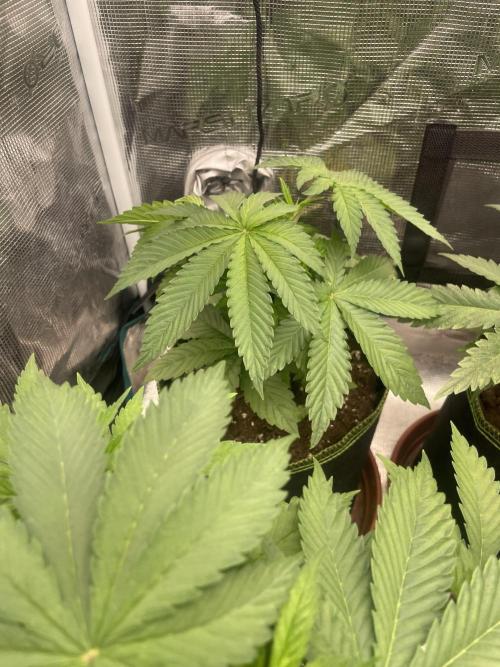 Purple Overload. Week 5