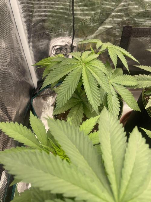 Purple Overload. Week 5