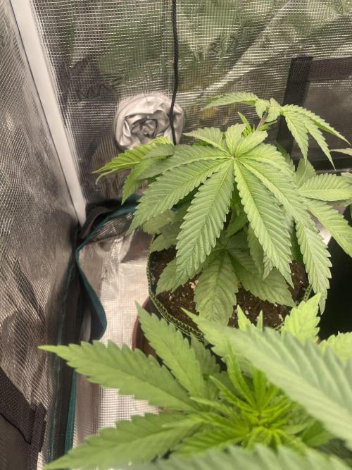 Purple Overload. Week 5