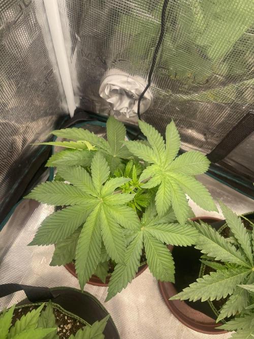 Purple Overload. Week 5