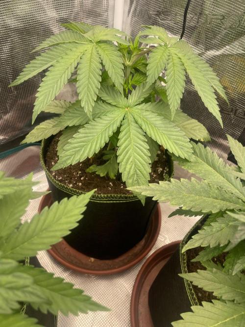 Purple Overload. Week 5