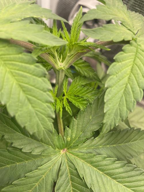 Purple Overload. Week 5