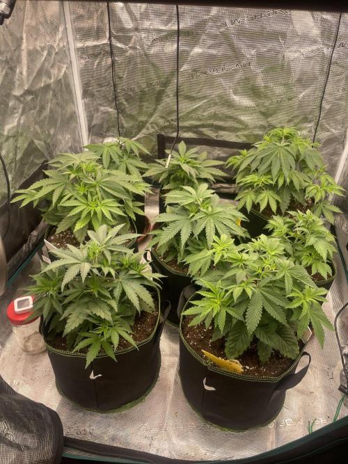 Purple Overload. Week 5