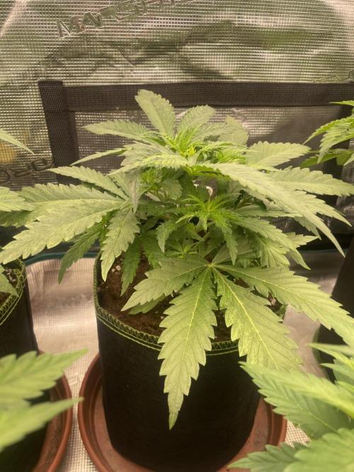 Sugar black rose 🥀. Week 5