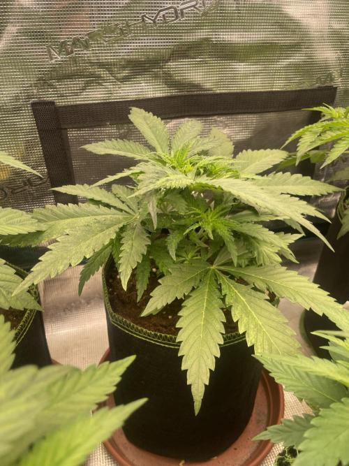 Sugar black rose 🥀. Week 5
