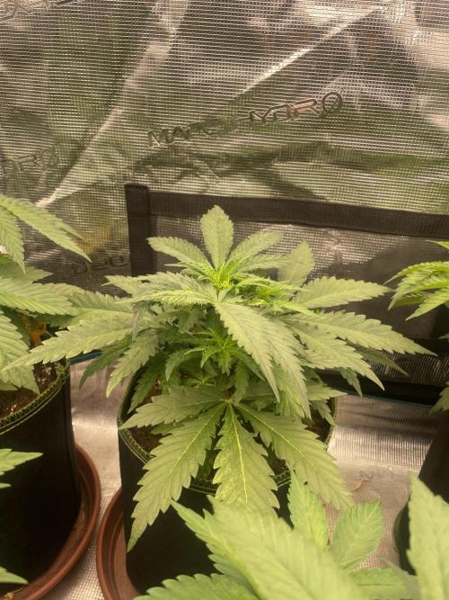 Sugar black rose 🥀. Week 5