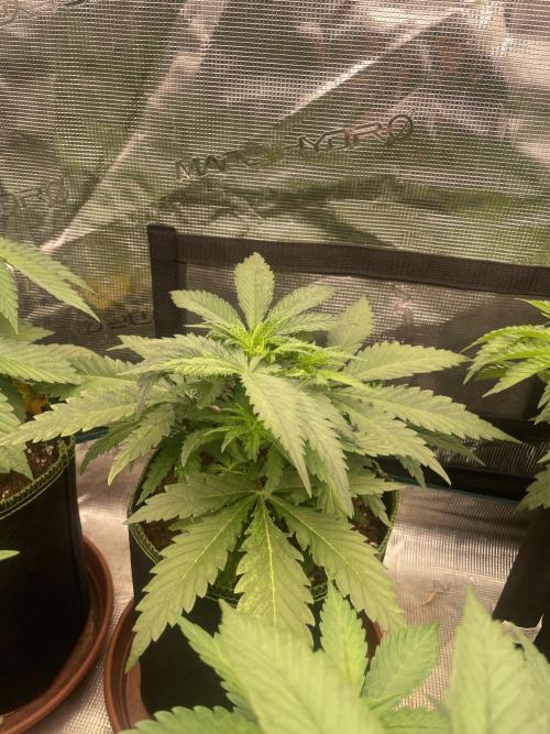 Sugar black rose 🥀. Week 5